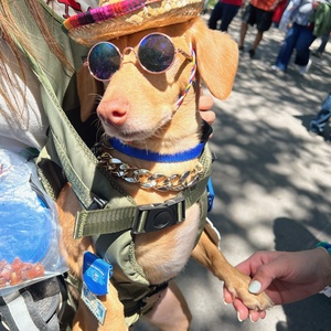 Fundraising Page: Bear “The Not So Speedy Chiweenie” - Victoria Young